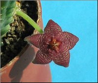 Stapelia paniculata subsp scitula 